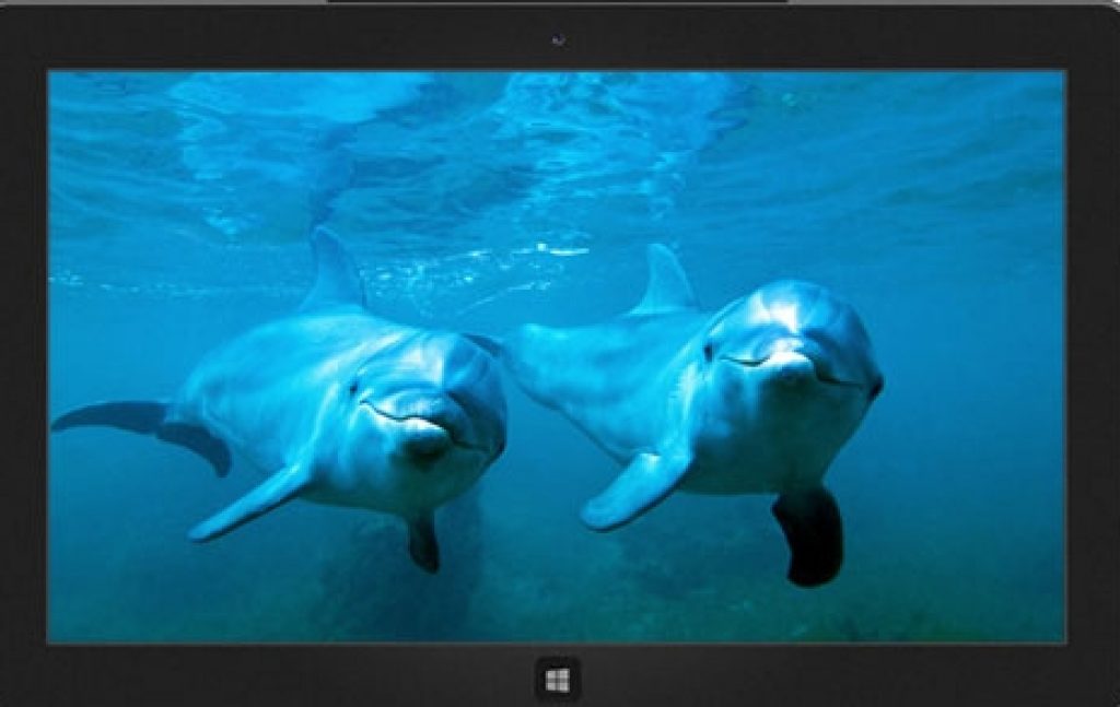 Dolphins_Windows_Theme_Download