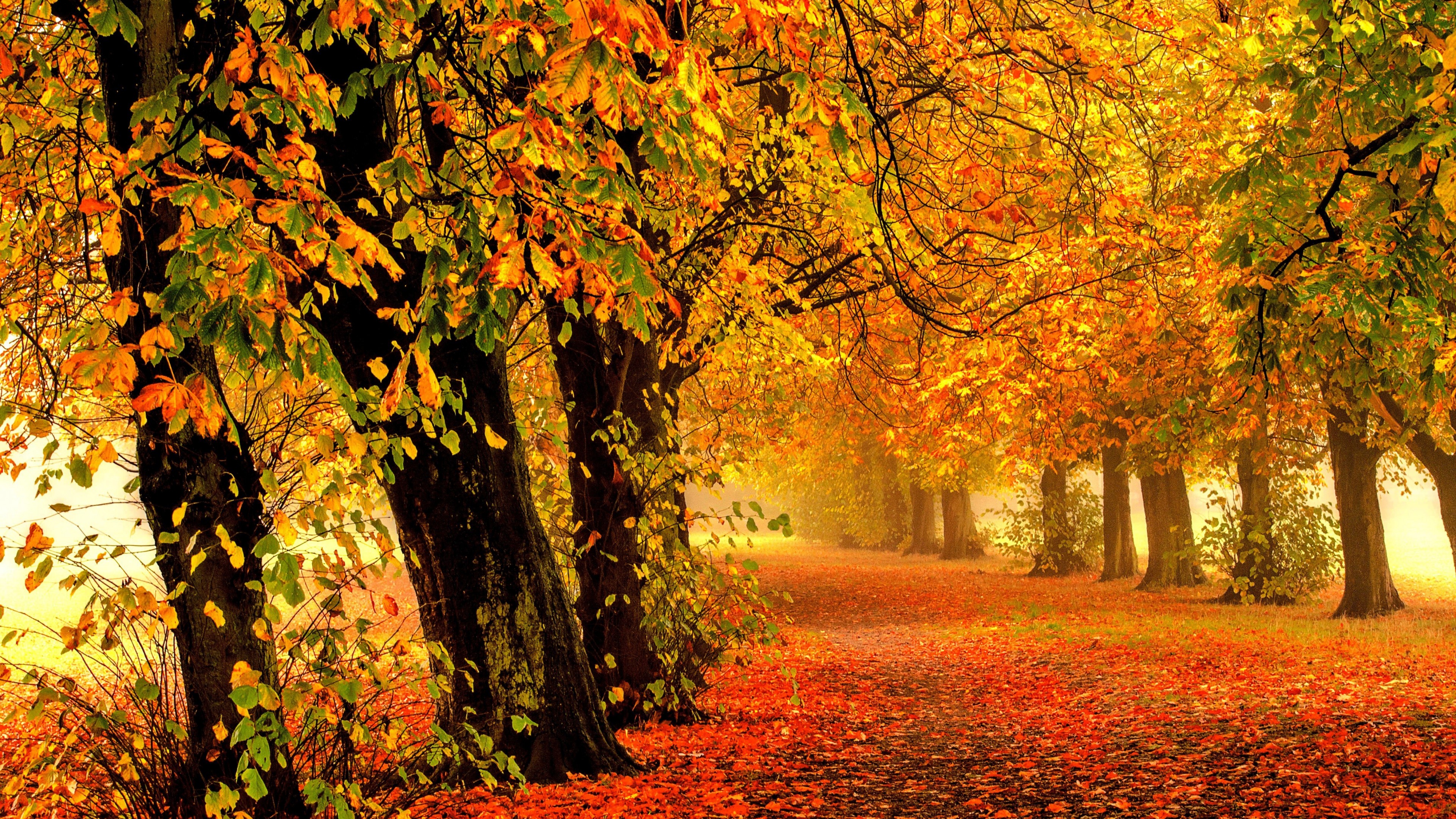 autumn_park_forest_leaves_4k