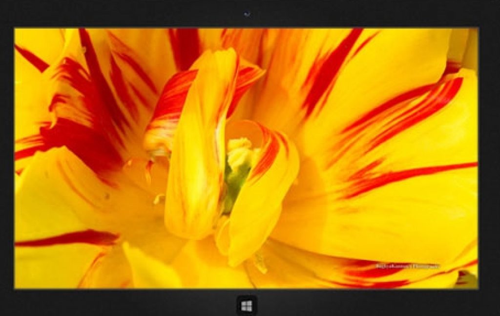 Download_Lovely_Tulip_Windows_Theme