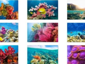 download fish and coral theme for windows