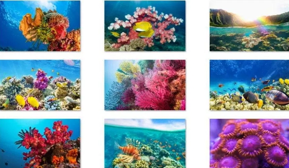download fish and coral theme for windows