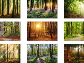 forest for the trees theme download on windows