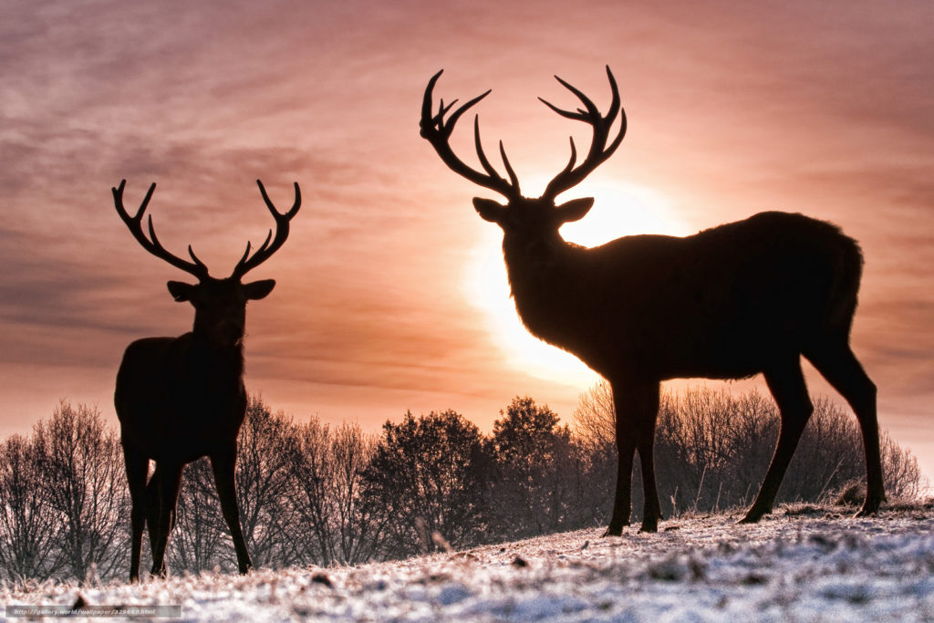 deer hunter 2018 for pc free download