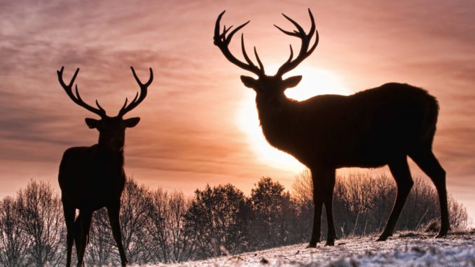 deer hunter 2018 for pc free download