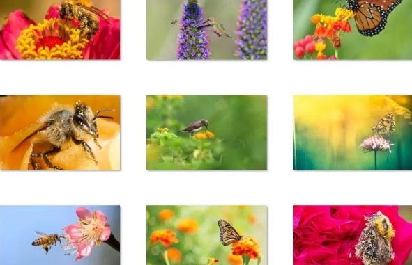 birds bees and butterflies windows 10 theme