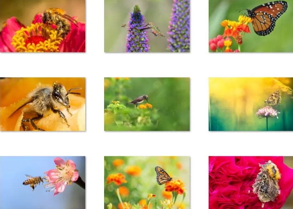 birds bees and butterflies windows 10 theme